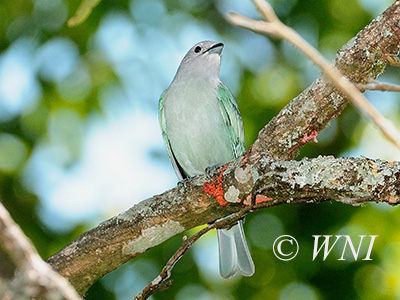 Sayaca Tanager (Sayaca Tanager (Thraupis sayaca)
